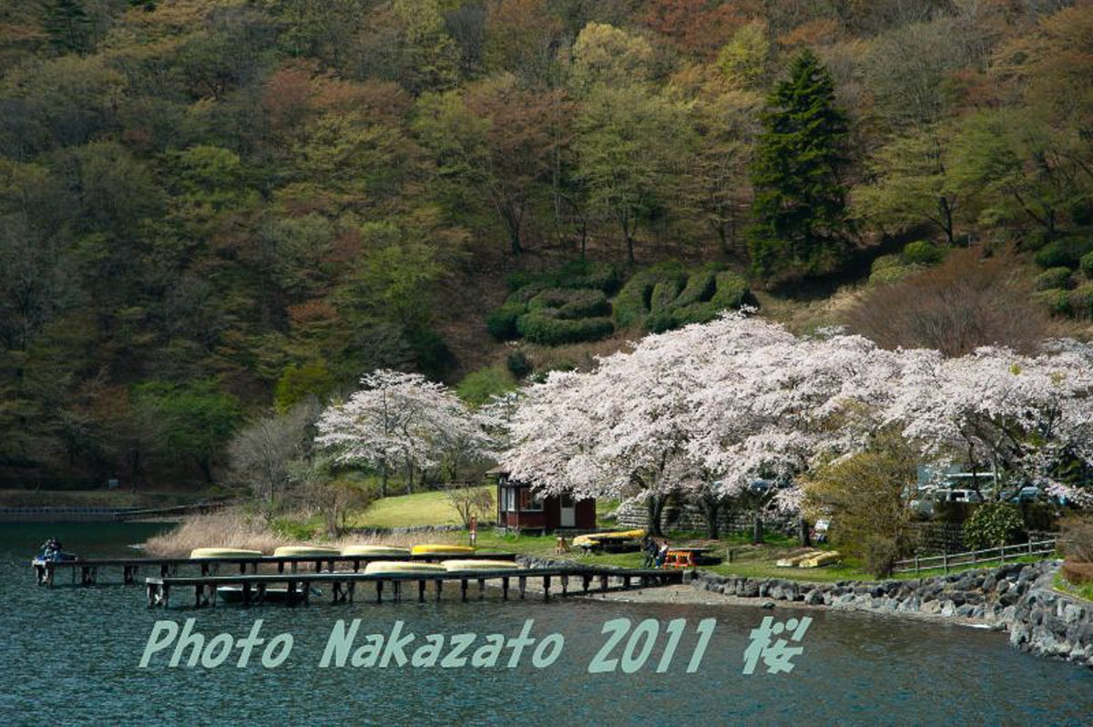 田貫湖の桜